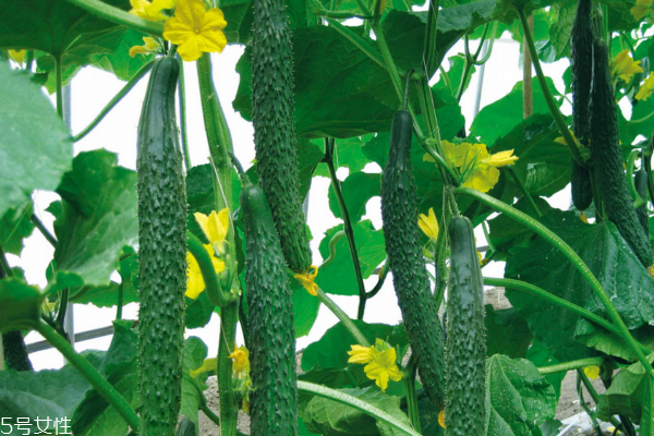 黃瓜熱量高嗎 答案在這里 黃瓜熱量高嗎 答案在這里