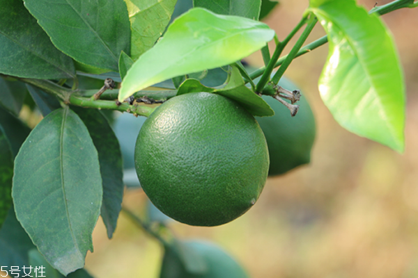 檸檬為什么要用鹽洗 這樣洗更干凈 檸檬為什么要用鹽洗 這樣洗更干凈