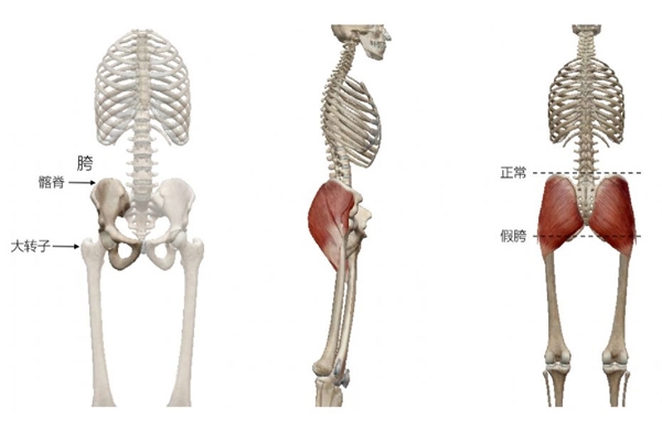 假胯寬是怎么形成的 不良走姿害了你 假胯寬是怎么形成的 不良走姿害了你