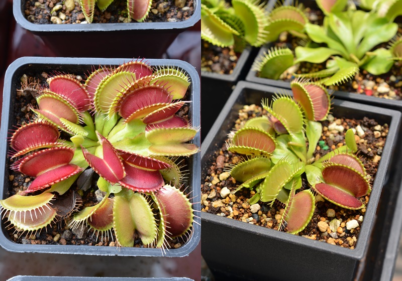 食蟲植物有哪些 食蟲植物哪些最好養(yǎng) 食蟲植物有哪些 食蟲植物哪些最好養(yǎng)