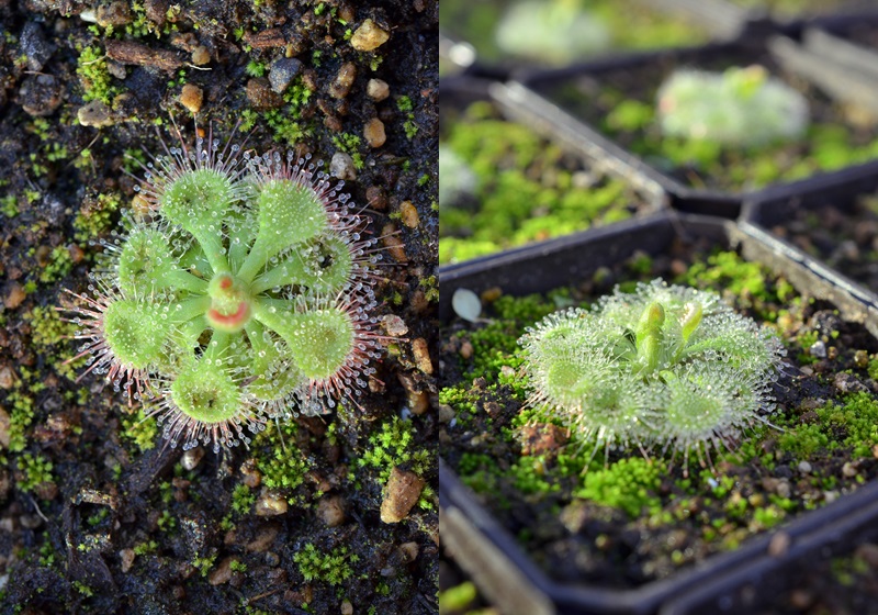 食蟲植物有哪些 食蟲植物哪些最好養(yǎng) 食蟲植物有哪些 食蟲植物哪些最好養(yǎng)