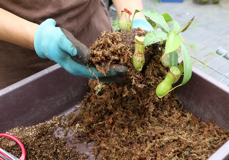 食蟲植物有哪些 食蟲植物哪些最好養(yǎng) 食蟲植物有哪些 食蟲植物哪些最好養(yǎng)