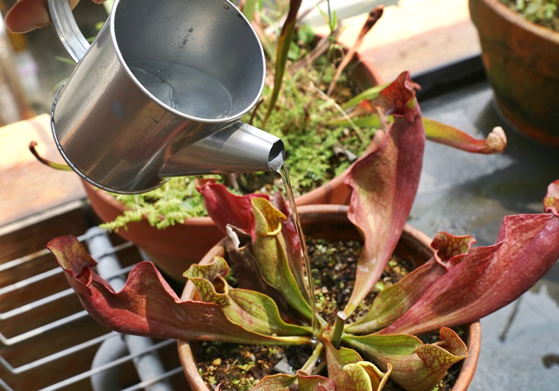 食蟲植物有哪些 食蟲植物哪些最好養(yǎng) 食蟲植物有哪些 食蟲植物哪些最好養(yǎng)