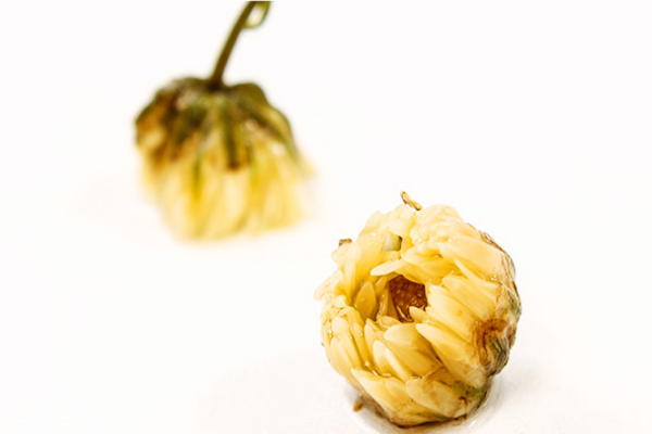 夏天喝什么菊花茶好 各個品種都適合 夏天喝什么菊花茶好 各個品種都適合