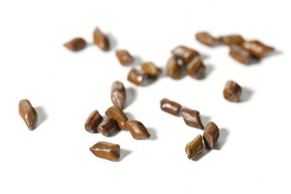 決明子能長期喝嗎 不太適合 決明子能長期喝嗎 不太適合