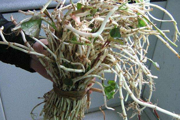 野生折耳根哪里能挖到？一次食用需控制在這個量