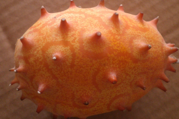 火參果是什么味道？火參果適宜在干燥炎熱地區(qū)種植