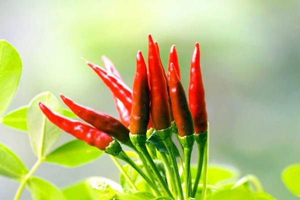 杭椒為什么叫杭椒？這些食物不能和辣椒一起吃