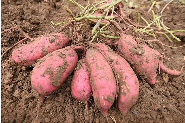 湖北話苕是什么意思？吃與苕有關(guān)的食物好處多