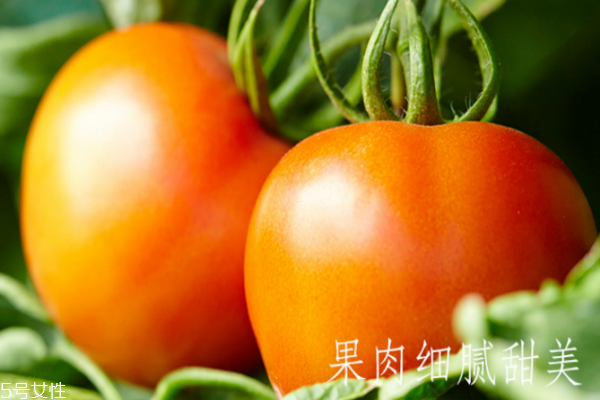 番茄為什么不能空腹吃 有這些壞處 番茄為什么不能空腹吃 有這些壞處