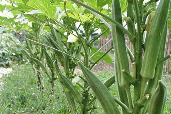 秋葵在陽臺怎么種？這樣的秋葵生吃無毒