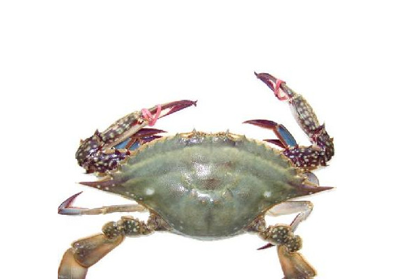 梭子蟹什么時候最便宜？死螃蟹吃的時候注意分海蟹和河蟹