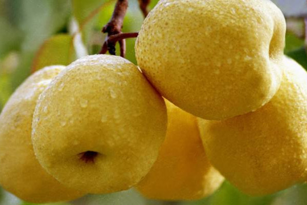 如何辨認挑選碭山梨？碭山梨的正確吃法