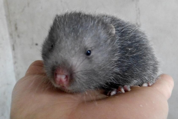 竹鼠好養(yǎng)嗎？人工養(yǎng)殖竹鼠就喂這些粗料