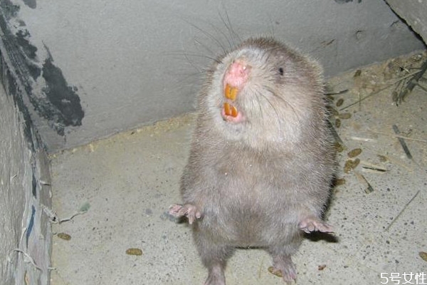 竹鼠好吃嗎 竹鼠和老鼠這樣區(qū)分 竹鼠好吃嗎 竹鼠和老鼠這樣區(qū)分