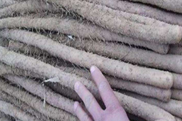 雞皮糙山藥是脆的還是面的？買山藥不僅看表面還得看須毛