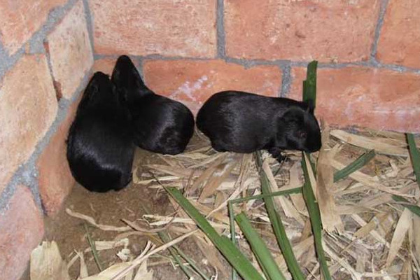 黑豚吃什么？買(mǎi)種苗這樣分黑豚公母