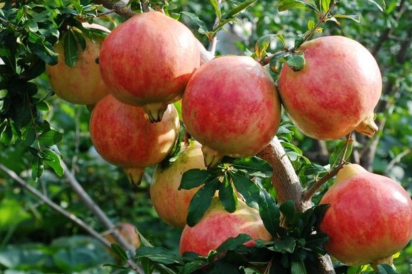 會理石榴幾月份摘？這才是會理石榴正確食用方法