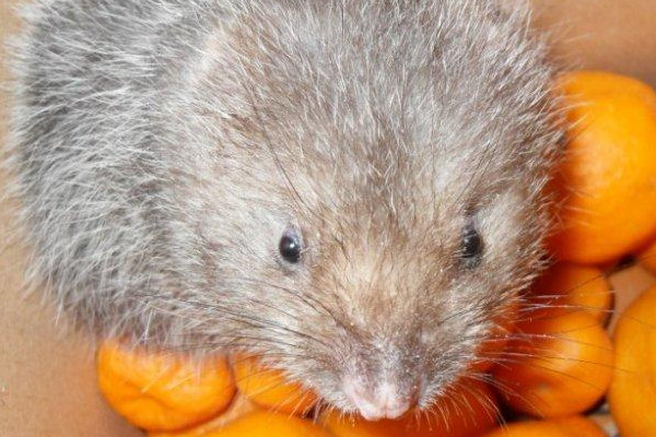 竹鼠好養(yǎng)嗎？人工養(yǎng)殖竹鼠就喂這些粗料