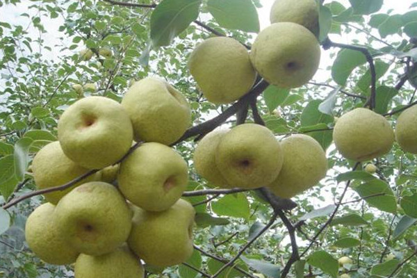 最大的梨是碭山梨嗎？碭山梨的功效與作用