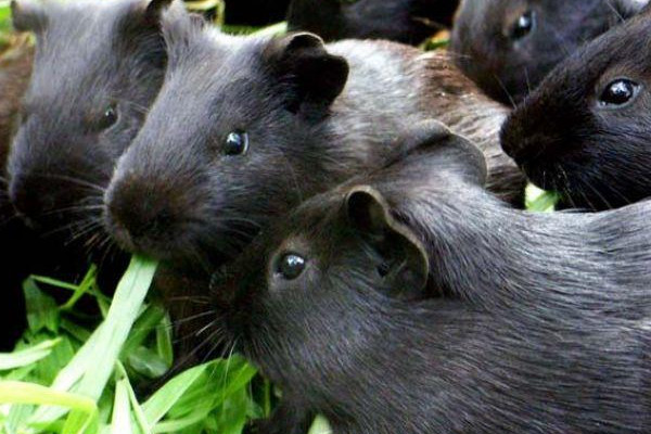 黑豚肉好吃嗎？黑豚養(yǎng)殖市場需求大