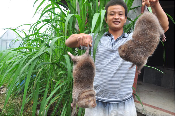 竹鼠多少錢一斤2018？竹鼠的營養(yǎng)價值高