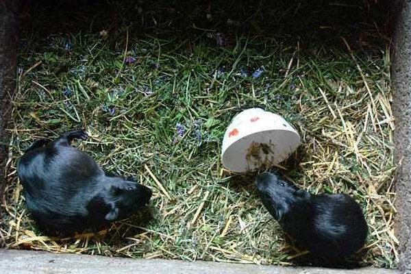 黑豚吃什么？買種苗這樣分黑豚公母