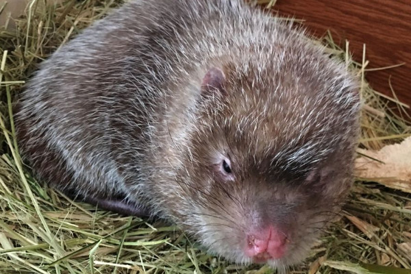 竹鼠多少錢一斤2018？竹鼠的營養(yǎng)價值高