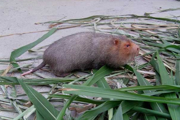 竹鼠好養(yǎng)嗎？人工養(yǎng)殖竹鼠就喂這些粗料