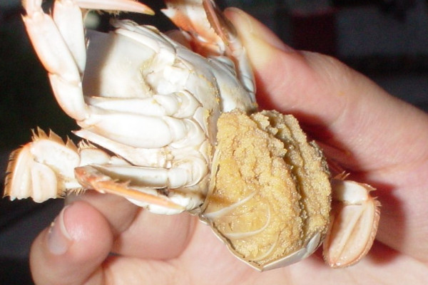 梭子蟹什么時候最便宜？死螃蟹吃的時候注意分海蟹和河蟹