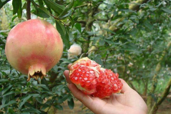 蒙自石榴什么時候成熟？蒙自石榴和會理石榴的區(qū)別