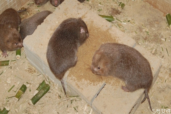 養(yǎng)殖竹鼠風(fēng)險(xiǎn)高嗎 竹鼠和黑豚鼠的區(qū)別 養(yǎng)殖竹鼠風(fēng)險(xiǎn)高嗎 竹鼠和黑豚鼠的區(qū)別