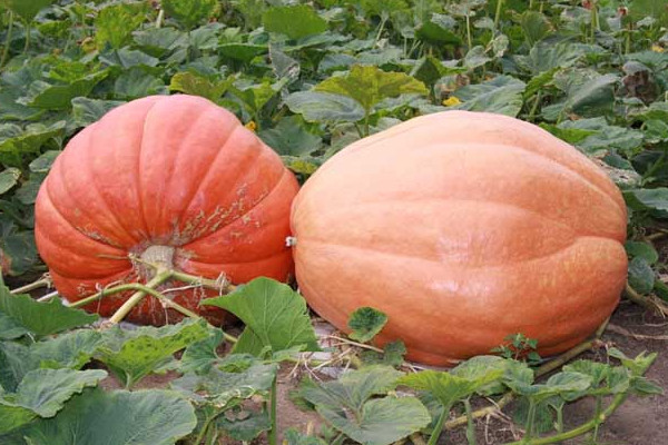 南瓜瓤怎么吃？這樣的老南瓜口感甜度營養(yǎng)高