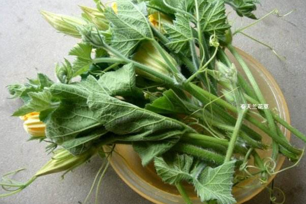 南瓜藤怎么吃？這些人不宜吃南瓜藤