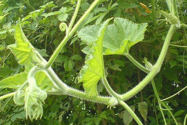 南瓜藤怎么吃？這些人不宜吃南瓜藤