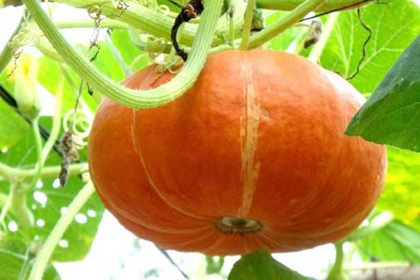 老南瓜什么時候摘好吃？南瓜食用禁忌事項