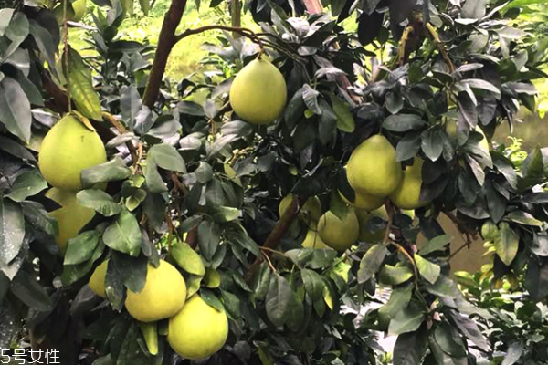 柚子什么時(shí)候吃最好 秋季是黃金時(shí)間 柚子什么時(shí)候吃最好 秋季是黃金時(shí)間