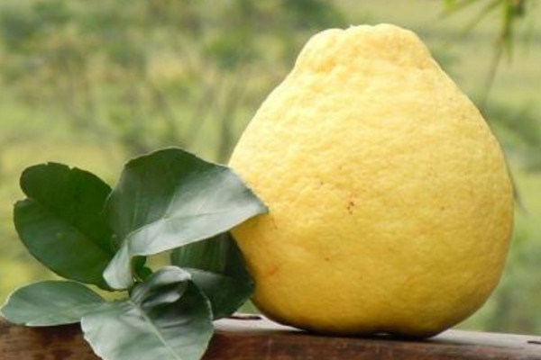 沙田柚好吃還是蜜柚好吃？沙田柚的名字來源