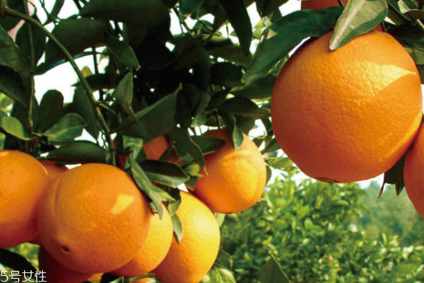 橙子沒熟怎么辦 用這些方法催熟 橙子沒熟怎么辦 用這些方法催熟