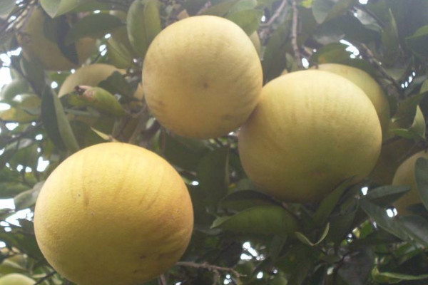 梁平柚子多少錢一斤？梁平柚的上市時(shí)間