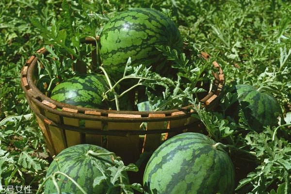 西瓜臍大好還是小好 特別大表示皮厚肉少 西瓜臍大好還是小好 特別大表示皮厚肉少