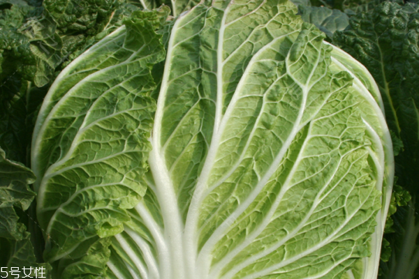 白菜沒(méi)洗能吃嗎 建議不要吃沒(méi)洗的 白菜沒(méi)洗能吃嗎 建議不要吃沒(méi)洗的