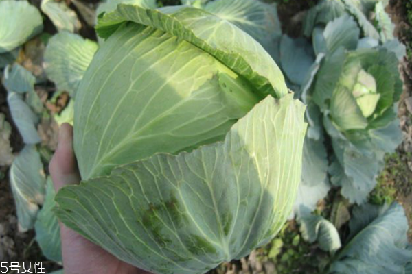 包菜為什么會苦 三個原因導致