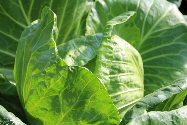 包菜為什么會苦 三個原因導致