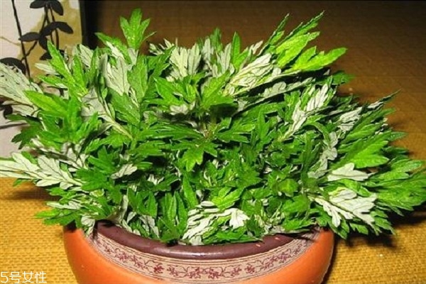 艾草泡腳有什么好處嗎 原來有這些好處 艾草泡腳有什么好處嗎 原來有這些好處