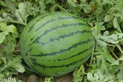 西瓜產地哪里最出名 全中國最優(yōu)秀的3大產地 西瓜產地哪里最出名 全中國最優(yōu)秀的3大產地