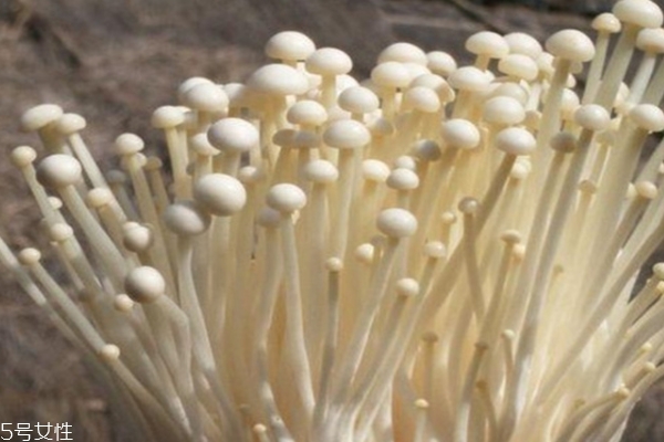 金針菇為什么有酒味 因?yàn)榘l(fā)酵了 金針菇為什么有酒味 因?yàn)榘l(fā)酵了