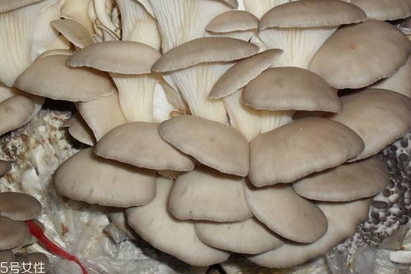 蘑菇需要焯水嗎 焯水更好吃 蘑菇需要焯水嗎 焯水更好吃