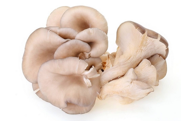 蘑菇需要陽光嗎 無需陽光就可生長 蘑菇需要陽光嗎 無需陽光就可生長