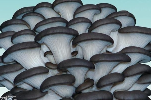 蘑菇怎么挑選 掌握這幾點(diǎn)就行 蘑菇怎么挑選 掌握這幾點(diǎn)就行